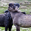 Iceland Horses