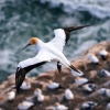 Australasian gannet, Cape Kidnappers