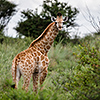 Nxai Pan, giraffes