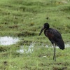 Chobe NP, bird life