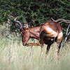 Botswana, Kalahari Transfrontier