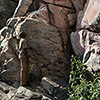 Botswana, Tsodilo Hills, rock paintings