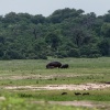 Chobe NP, Flusspferd