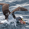 Neuseeland, Doubtful Sound, Albatrosse