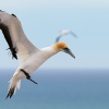 Australasian gannets, Cape Kidnappers