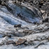 New Zealand, Fox Glacier