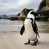 Brillenpinguine Boulders Beach