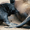 Cape Cross seals