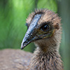 Papua-Neuguinea, Rabaul, Natur