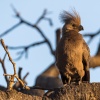 grey go-away bird