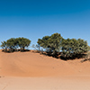 Namib Sossusvlei