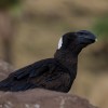 Thick-billed raven