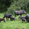 Chobe NP, Warzenschein