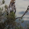 Gelbbrauner Steinadler