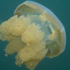 Palau, Jellyfish Lake