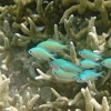 Palau Archipel, underwater