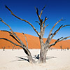 Deadvlei, Namibia