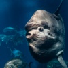 Lisbon, Oceanario, sunfish