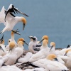 Australasian gannets, Cape Kidnappers