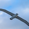 New Zealand, Doubtful Sound, albatrosses