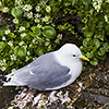 Iceland, seabirds