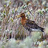 Iceland, seabirds