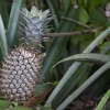 Papua-Neuguinea, Rabaul, Natur