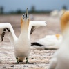 Australasian gannets, Cape Kidnappers