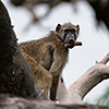 Chobe NP, Pavian