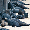 Cape Cross seals