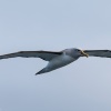 Neuseeland, Doubtful Sound, Albatrosse