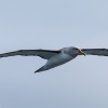 New Zealand, Doubtful Sound, albatrosses