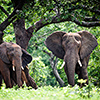 Chobe NP, Elefantenbulle