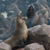 Cape Cross seals