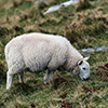 Scotland sheep