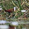 Okavango Delta, Botswana, Blatthühchen