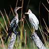 Okavango Delta, Botswana