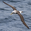 New Zealand, Doubtful Sound, albatrosses