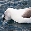 Neuseeland, Doubtful Sound, Albatrosse