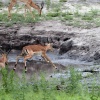 Chobe NP, Impala