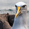 New Zealand, Doubtful Sound, albatrosses