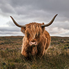 Scottish highland cattle