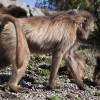 Gelada baboons