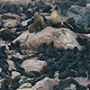 Cape Cross seals