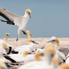 Australasian gannets, Cape Kidnappers