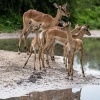 Chobe NP, Impala