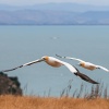 Australasian gannets, Cape Kidnappers