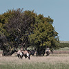 Botswana, Kalahari, CKGR