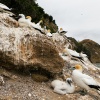 Australasian gannet, Cape Kidnappers