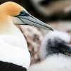 Australasian gannet, Cape Kidnappers